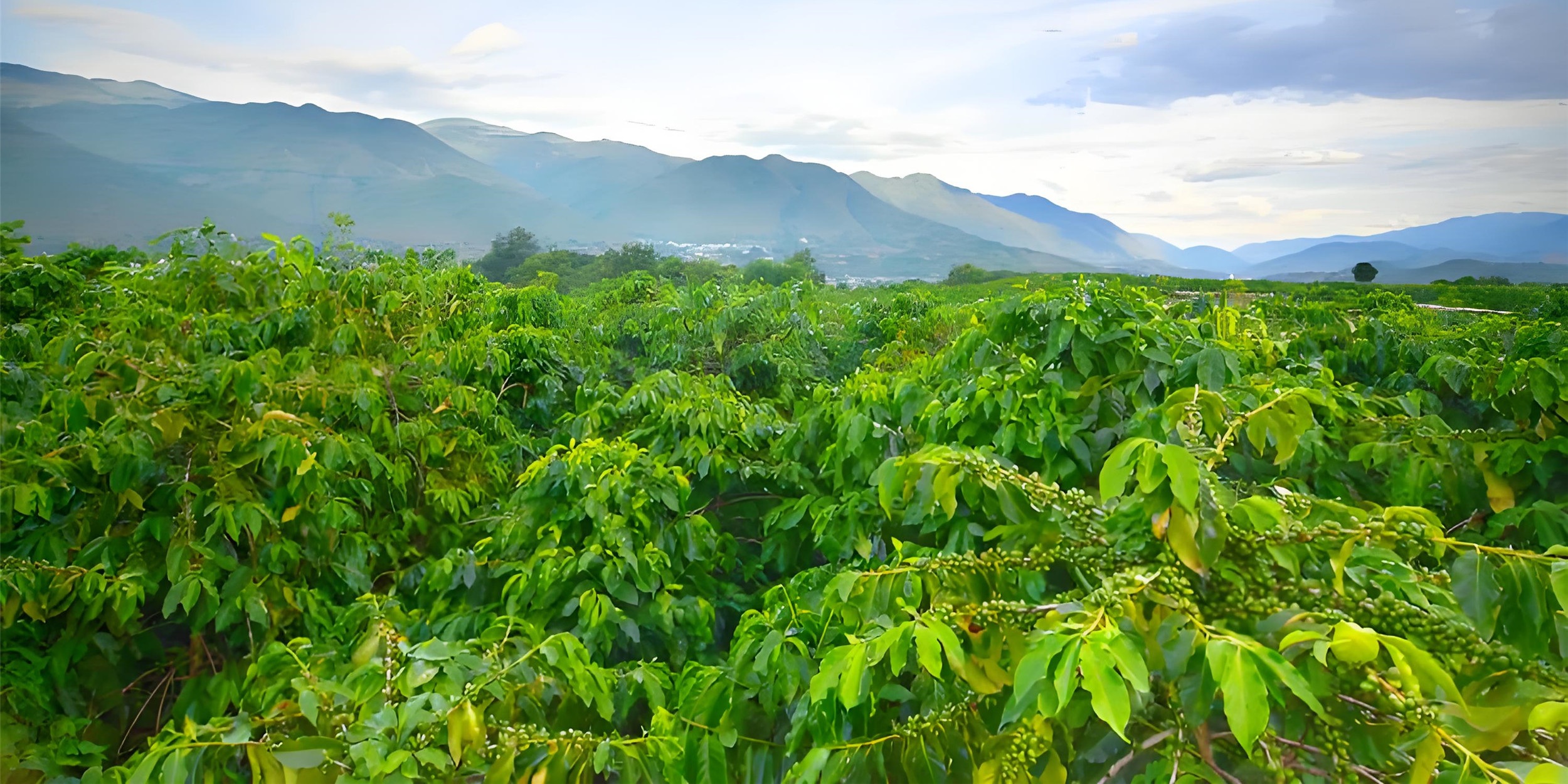 Yunnan coffee cultivation began in 1892 and has a history of over 130 years