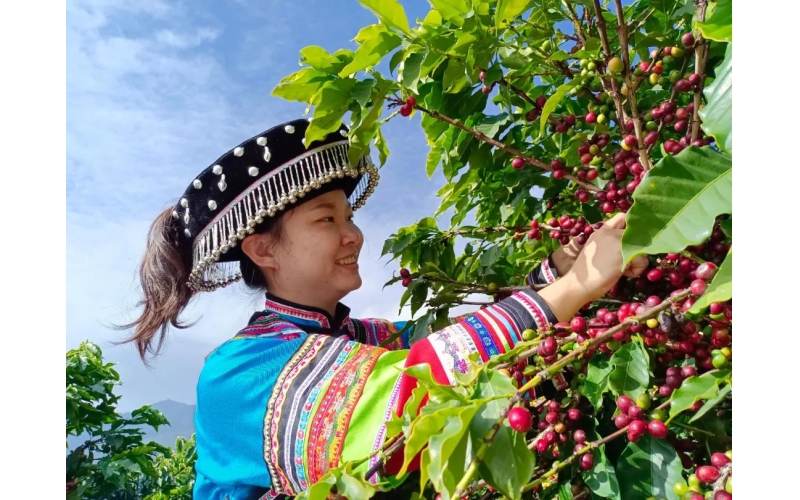 论述中国云南咖啡产业状况 Discuss the current situation of the coffee industry in Yunnan, China