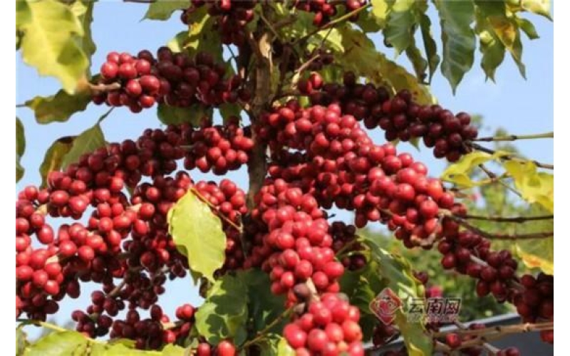 从产量到品牌：亚洲咖啡如何迎接全球黄金时代？From Production to Brand: How Asian Coffee Welcomes the Global Golden Age?