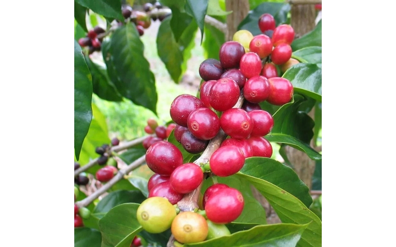 一杯云南咖啡里的绿色发展之路The Green Development Path in a Cup of Yunnan Coffee