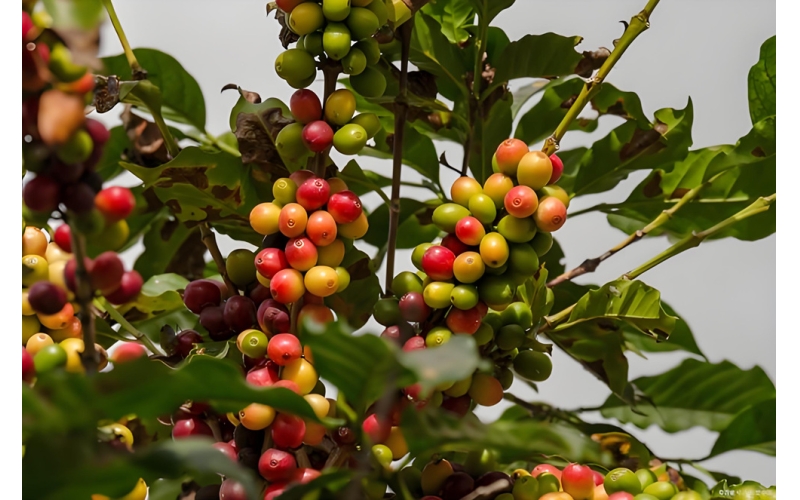 云南小粒咖啡介绍 Introduction to Yunnan Small Grain Coffee