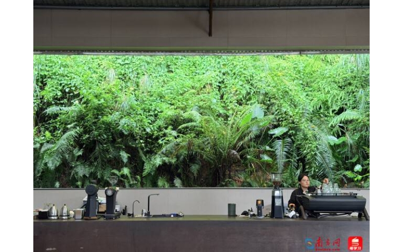 广州，开始长出自己的咖啡 - 深e度Guangzhou, starting to grow its own coffee - Deep e-degree