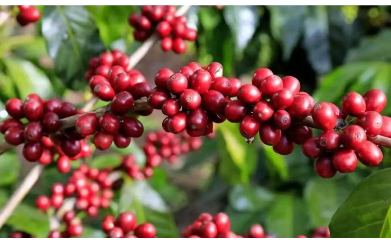 保山以科技创新驱动咖啡产业高质量发展Baoshan drives high-quality development of coffee industry with technological innovation