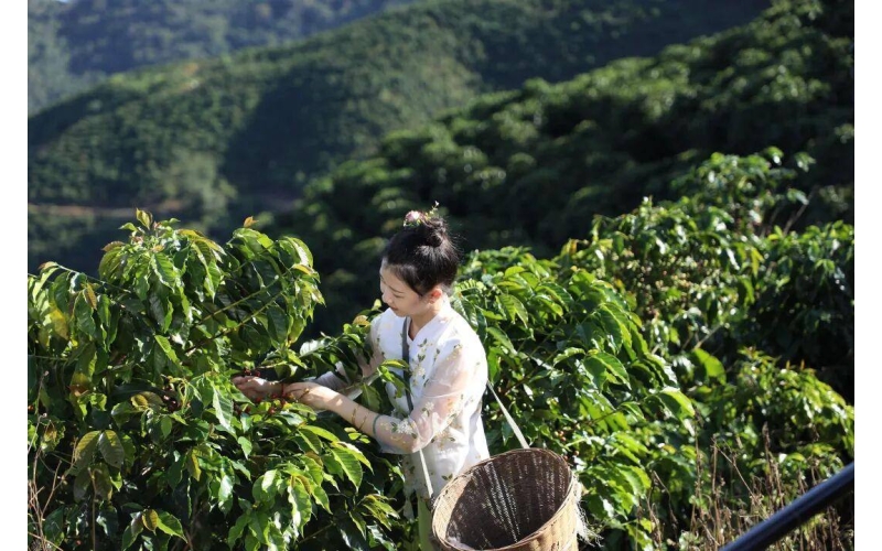 咖啡，还得是云南的香！Coffee must be the aroma of Yunnan!