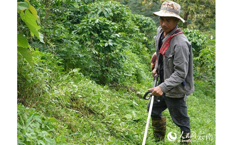 一颗深山咖啡豆的&ldquo;破圈&rdquo;之路The road to breaking through the circle of a deep mountain coffee bean